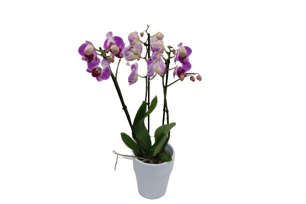 Orchidee Lila 3 Stiele mit Vase