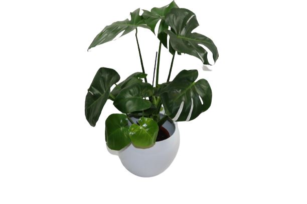 Monstera Deliciosa mit Vase