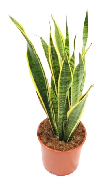 Sansevieria  Laurentii