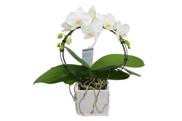 Orchidee rund   mit Vase