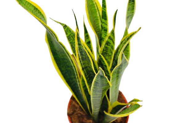 Sansevieria  Laurentii