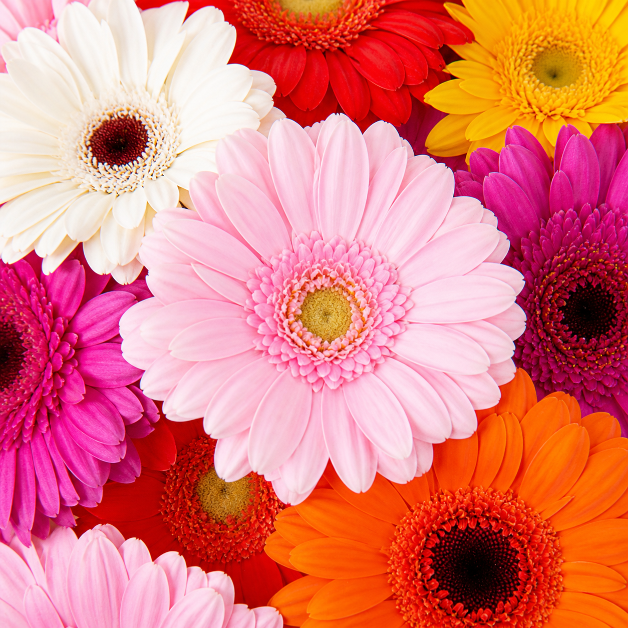 Gerbera