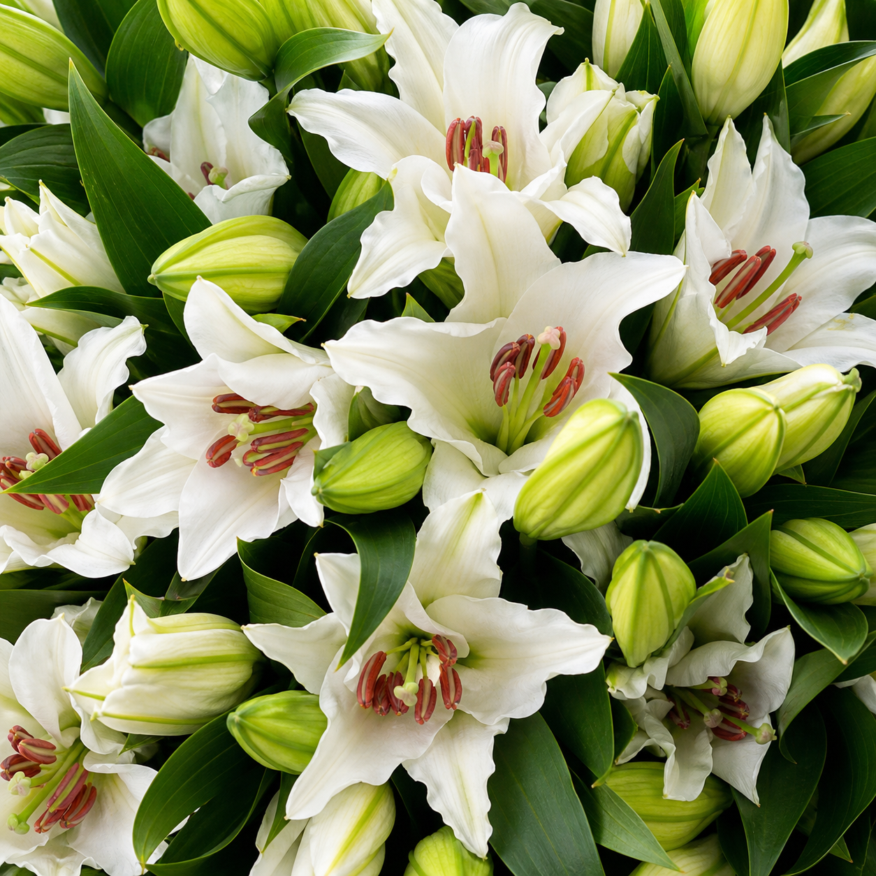 Lilien
