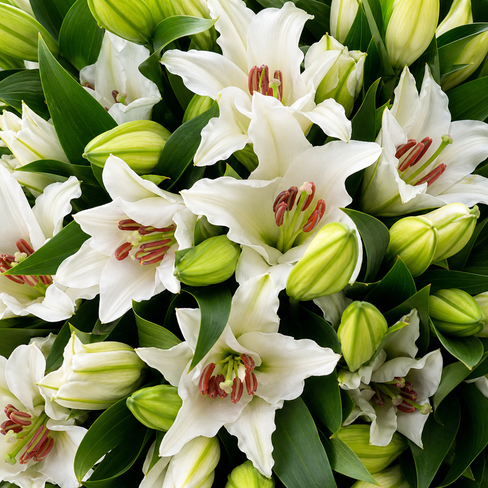 Lilien