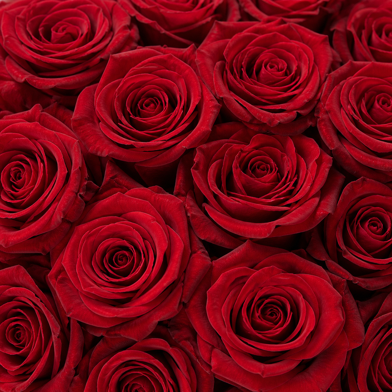Rote Rosen