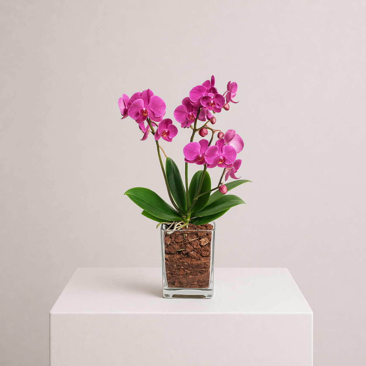 Exotische Schönheit