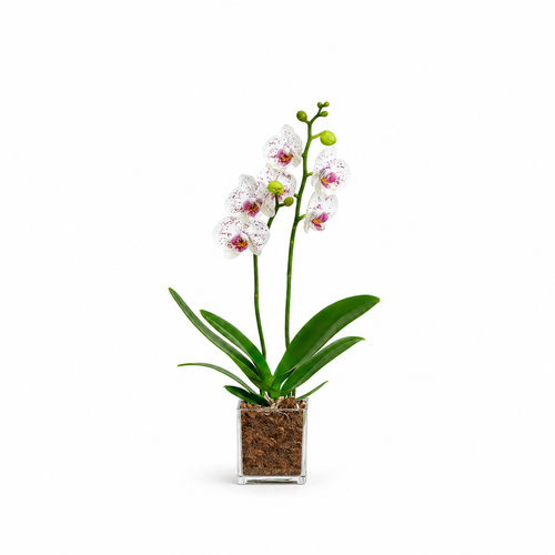 Orchideenliebe