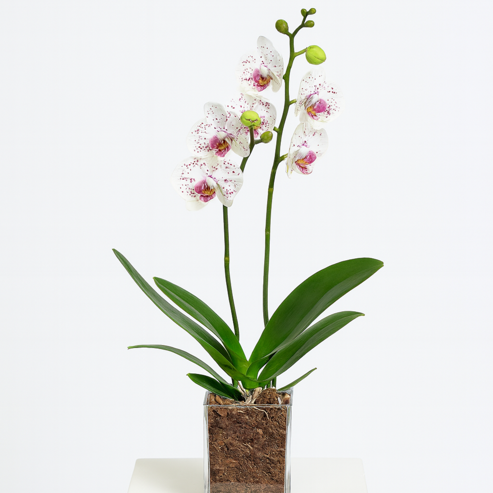 Orchideenliebe